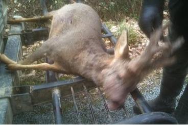 Accident auto contre Gibier Accident auto contre Gibier